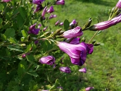 Ipomoea tacambarensis