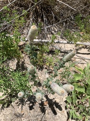 Dalea obovata