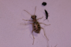 Ellipsoptera lepida
