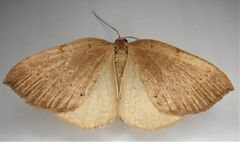 Sestra humeraria