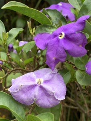 Brunfelsia grandiflora