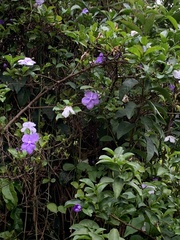 Brunfelsia grandiflora