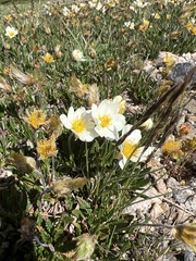 Dryas hookeriana