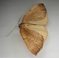 Sestra humeraria
