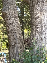 Sitta carolinensis