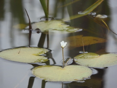 Nymphoides aquatica