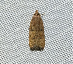 Glyphidocera democratica