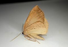 Sestra humeraria