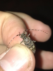 Astyleiopus variegatus