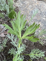 Anemonastrum zephyrum