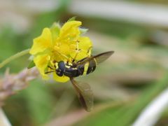 Chrysotoxum bicinctum