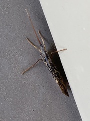 Nemotaulius