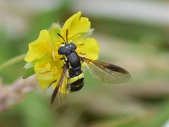 Chrysotoxum bicinctum