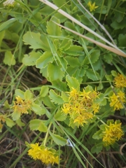 Phedimus kamtschaticus