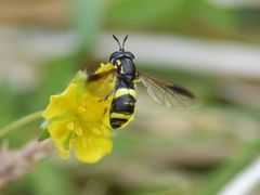 Chrysotoxum bicinctum
