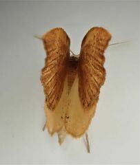 Sestra humeraria