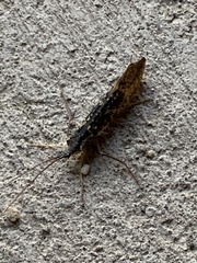 Nemotaulius
