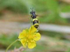 Chrysotoxum bicinctum