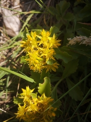 Phedimus kamtschaticus