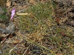Dianthus longicaulis