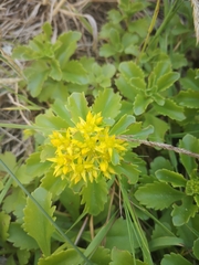 Phedimus kamtschaticus