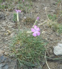 Dianthus longicaulis