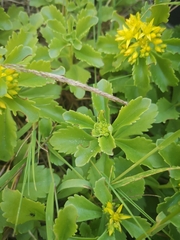 Phedimus kamtschaticus