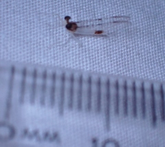 Leucrocuta maculipennis