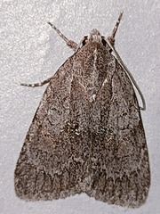 Bryonycta pineti
