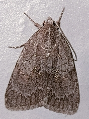 Bryonycta pineti