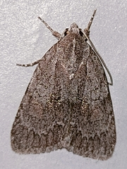Bryonycta pineti