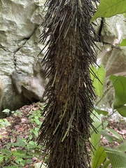 Cryosophila stauracantha