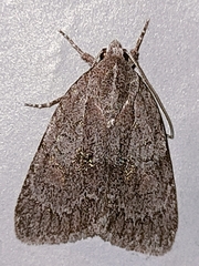 Bryonycta pineti