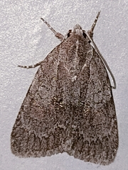 Bryonycta pineti