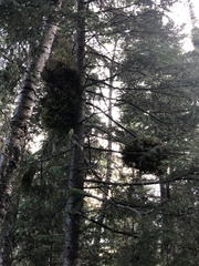 Chrysomyxa arctostaphyli