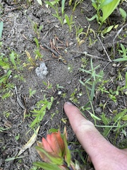 Linanthus harknessii