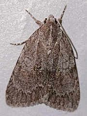 Bryonycta pineti