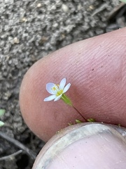 Linanthus harknessii