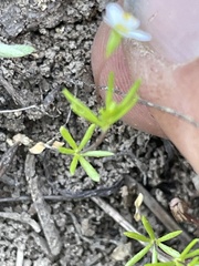 Linanthus harknessii
