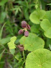 Ligularia dentata