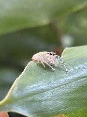 Opisthoncus parcedentatus