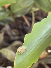 Opisthoncus parcedentatus