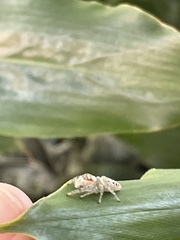 Opisthoncus parcedentatus