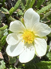 Dryas hookeriana