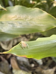 Opisthoncus parcedentatus