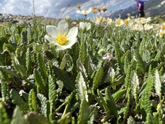 Dryas hookeriana
