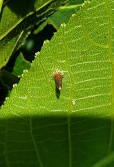 Caryomyia subulata