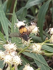 Protodejeania echinata