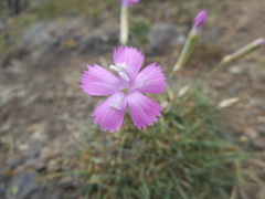 Dianthus longicaulis