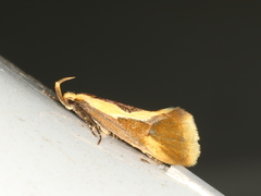 Harpella forficella